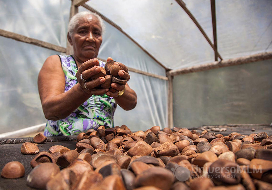 Mujer con semillas de andiroba en la comunidad Jauarí